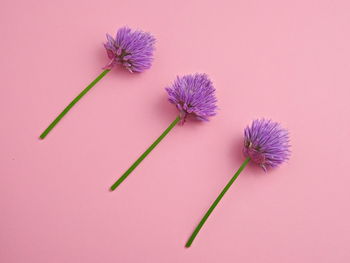 Close-up of purple flower against pink background