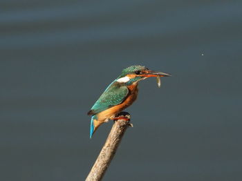 Bird perching on a branch