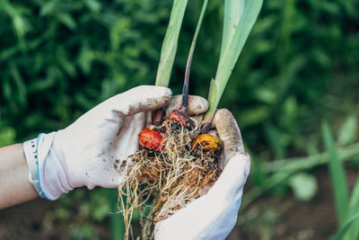 Hands holding gladiolus flower bulb onion before planting