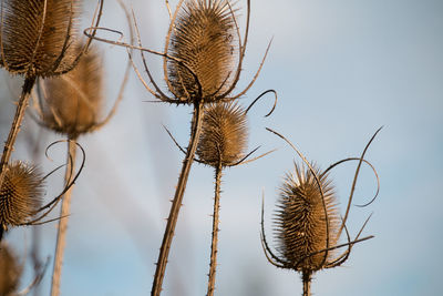 Low angle view of dried plant against sky