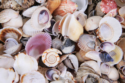 Full frame shot of shells