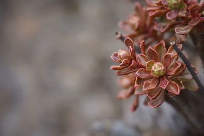 Close-up of pink flowering plant