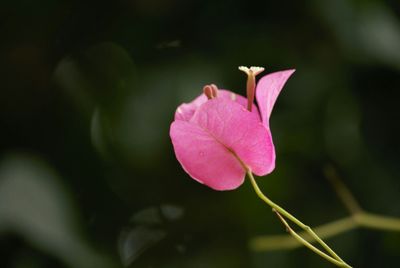 Close-up of pink flower