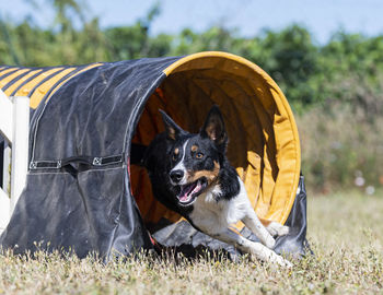 Dog on field