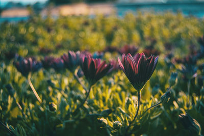 Close-up of flowering plants on field