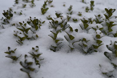 Close-up of snow covered plant on field