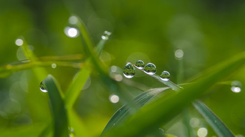 Close-up of water drops on plant