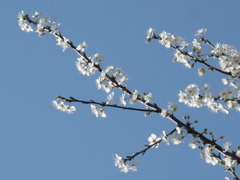 Low angle view of cherry blossoms against clear blue sky