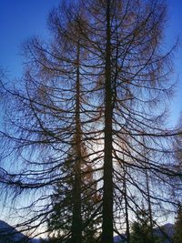 Low angle view of bare trees against blue sky