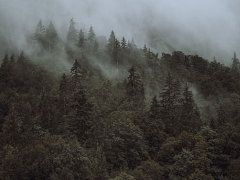 Pine trees in forest against sky