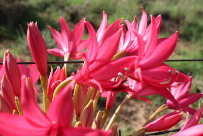 Close-up of pink flowers