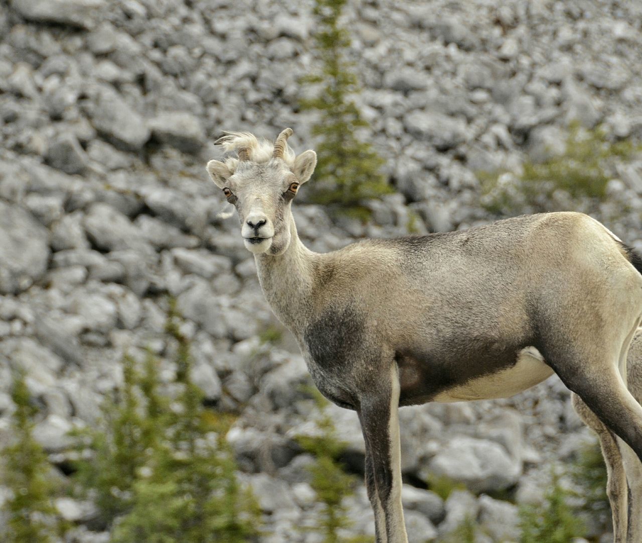 Mountain goats