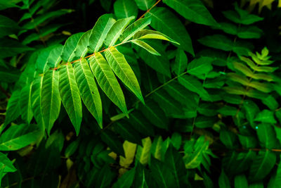 Close-up of green leaves