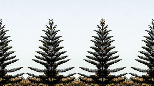 Pine trees against sky during winter