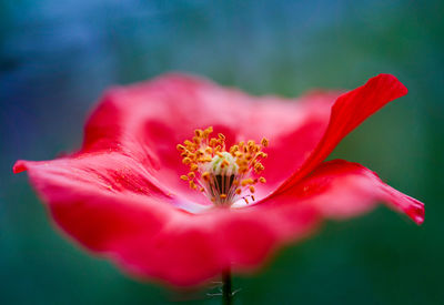 Close-up of red hibiscus blooming outdoors