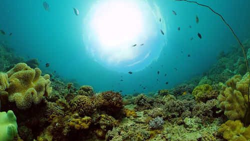 Tropical fishes on coral reef, underwater scene. colourful tropical coral reef. scene reef. 