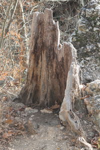 Close-up of tree trunk