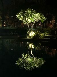 View of plants in lake at night