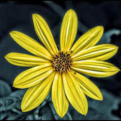 Close-up of yellow flower