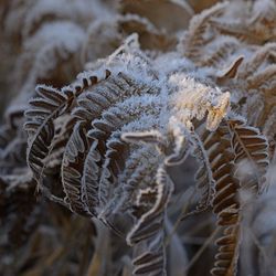 Close-up of snow on leaf during winter