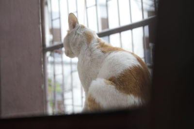 Close-up of a cat looking through window