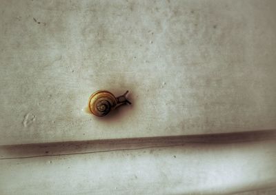 Close-up of snail