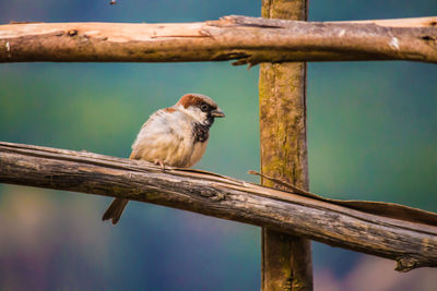 Close-up of bird perching on railing