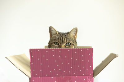 Portrait of a cat looking away against white background