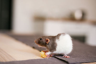 Close-up of a eating food