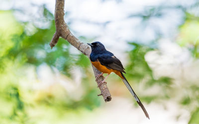 Bird perching on a branch