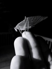 Close-up of insect on hand