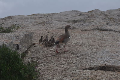 Bird on mountain against sky