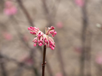 Close-up of pink flower