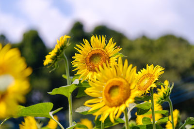Close-up of yellow sunflowers
