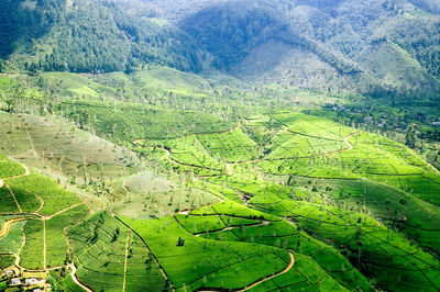 Scenic view of agricultural field