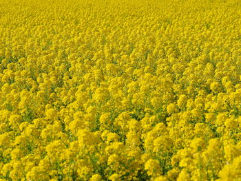 Scenic view of oilseed rape field