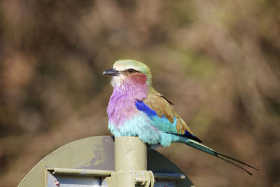 Close-up of bird perching outdoors