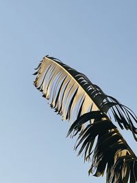 Low angle view of palm trees against clear sky