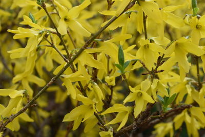 Close-up of yellow flowering plant leaves