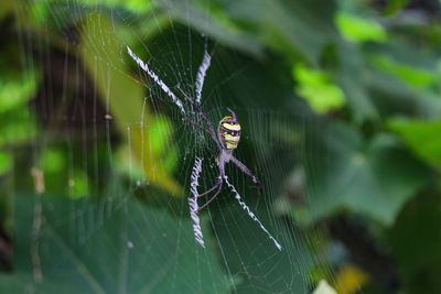 Close-up of spider on web