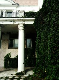 Tree in front of building