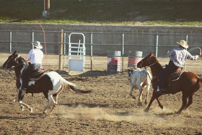 Horses on landscape