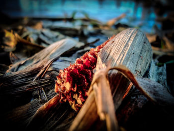 Close-up of leaves on wood