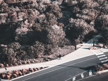 High angle view of trees by road