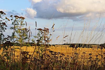 Plants growing on field against sky