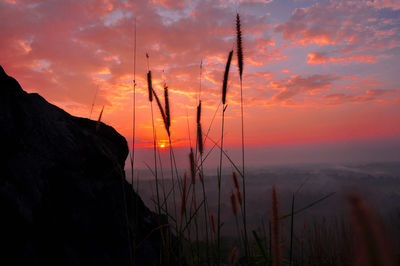 Silhouette plants against sky during sunset