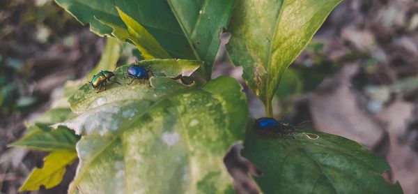 Close-up of insect on leaf