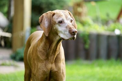 Portrait of a dog looking away