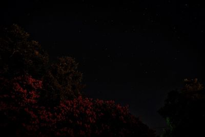 Low angle view of trees against sky at night