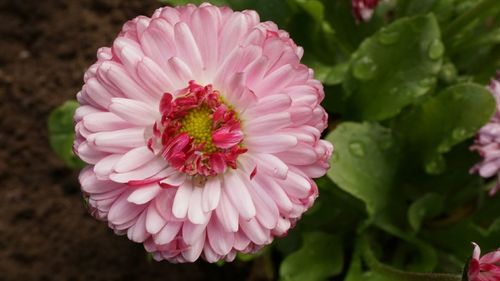 Close-up of pink flowers